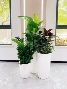 专业租摆,宁波前湾植物焕发生机的秘诀